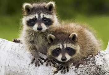 Жануарлар әлемі: Жанат баласын ағашқа өрмелеуді үйретуде