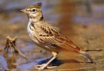 Елімізде құстардың 150 түрі жойылып кетуі мүмкін