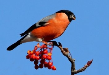 ҚҰС ТІЛІМЕН ХАТ ЖАЗАМЫН БАУЫРҒА...