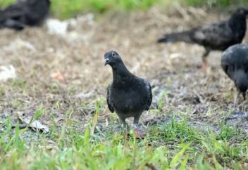 Власти Сингапура решили уничтожать голубей углекислым газом