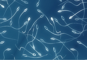 Діңгекті жасушалардан шәуһат жасалды. Бұл белсіздік пен бедеулікті емдеуде көмектеседі