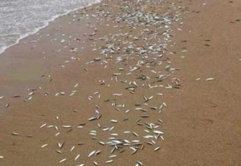 Мына балық мән береді