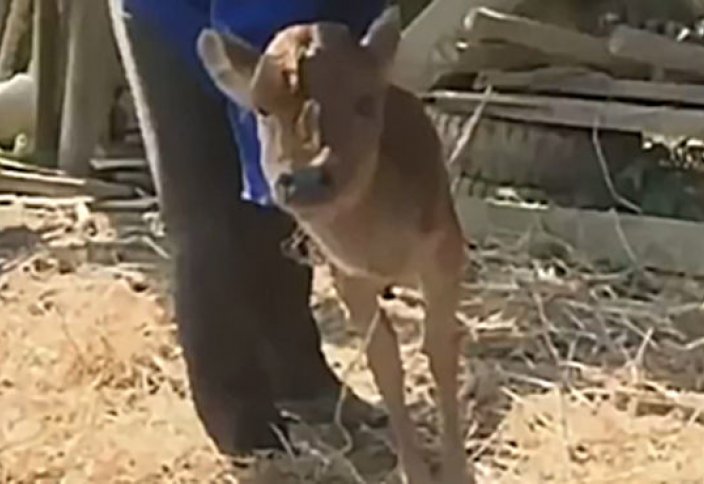 В Китае на свет появился двуногий теленок (видео)