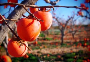 Биыл Иранда 1,2 млн тонна құрма жиналды