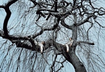 Жалғызілікті адамдардың қорқынышты түстерді жиі көретіні анықталды