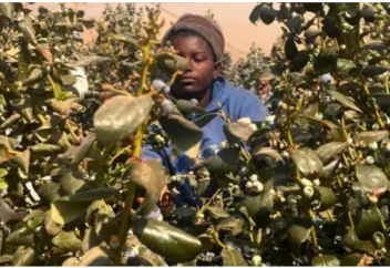 Зимбабве – табачная страна. Но некоторые хотят перейти на более здоровую культуру – чернику