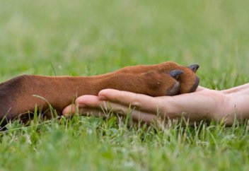 Чарльз Дарвинның теориясын жоққа шығаратын тағы бір теория пайда болды