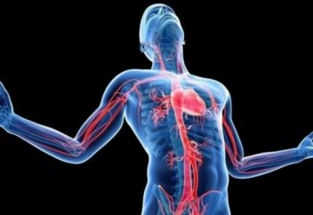 Что никогда не удастся сделать с собственным телом. 7 частей и структур человеческого тела, которые растут всю жизнь