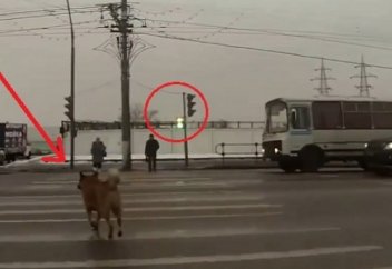 Ақылды иттер. Жолдың белгіленген жерімен ғана өтеді