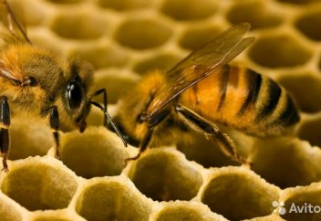 Аралардың жаппай қырылуына не себеп болып отыр