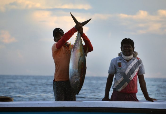 Экологи озабочены истощением популяции тунца в Индийском океане
