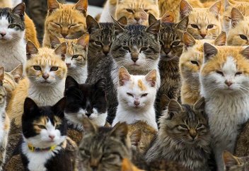 Мысықтар жапон аралын «басып алды»