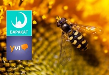 Самка пчелы в Коране | при поддержке YVISION.KZ
