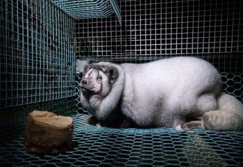 Финляндия фермасындағы сұмдық (фото)