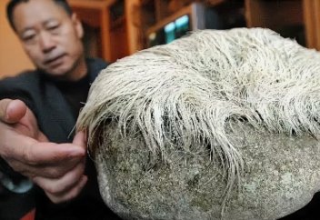 Видео: каким живым существом оказался найденный китайским фермером волосатый камень (фото+видео)