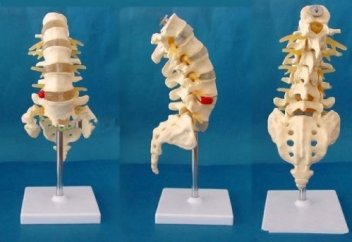 Наука подтвердила слова Пророка ﷺ о копчике