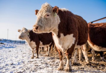 Казахский скот ушел в Узбекистан. QAZAQ AQBAS. ВЧЕРА. СЕГОДНЯ. ЗАВТРА