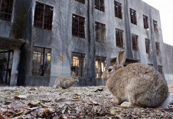 Қояндар аралы (фото)