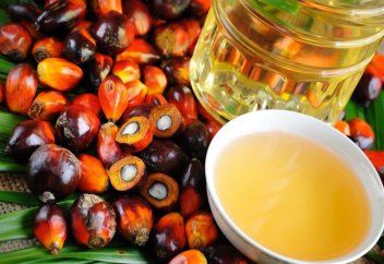 Мировая столица пальмового масла: уничтожение тропического леса ради масличных пальм