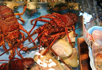 Жыбырлақтардың да қиналмай өлуін заңмен қорғайды