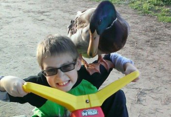 Бала мен үйректің достығы (видео)