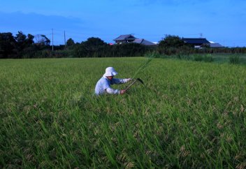 Жапония бөгде түрден зардап шеге бастады