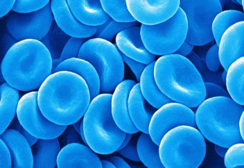 Елімізде көгілдір қан жасалады