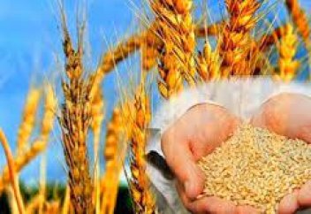 Өсімдіктің мол өнім беруіне ықпал ететін тетік табылды – фотосинтездің тиімділігі қолдан бірнеше есе арттырылды