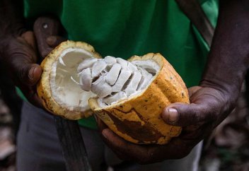 В то время как производство какао в Либерии способствует массовой вырубке лесов, активисты призывают Европу к действиям