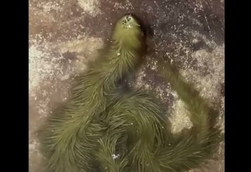 Түк басқан жылан табылды (видео)