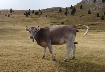 Сиырдың жапа тастағаны қадағаланады...