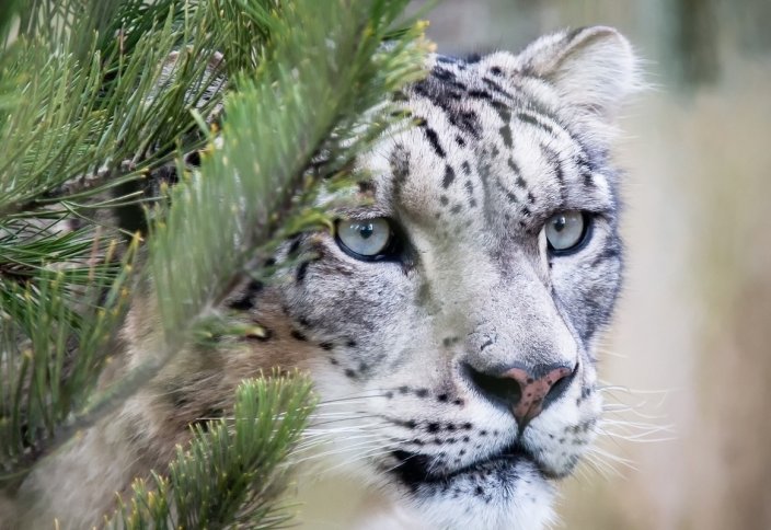 Снежный барс стал официальным символом Кыргызстана