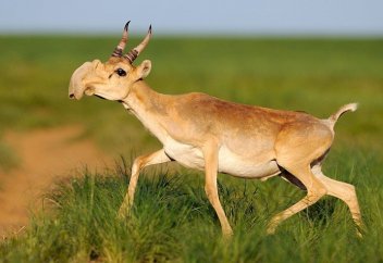 Сәкен Ділдахмет: Киіктің саны 1 миллионға жетті