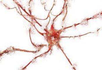 Терапияның жаңа түрі сал болып қалғандарды аяғынан тұрғызуы мүмкін