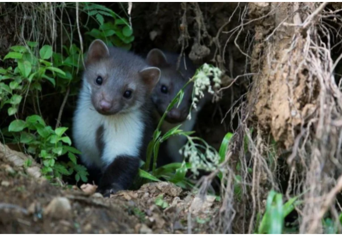 Швецияда тас күзенін жою операциясы басталды
