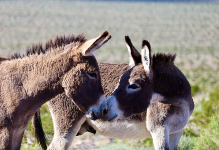 Қытай көрші елден есектің еті мен терісін импорттайды