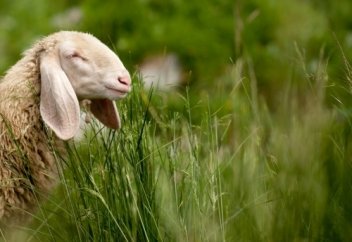 Терпение Исмаиля, Мир ему, в суре Ас-Сафат (Стоящие рядами) | Ислам BLOG