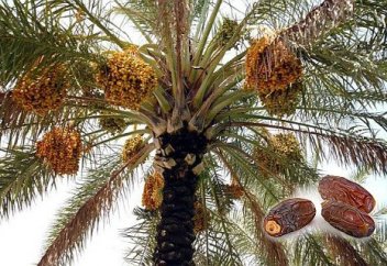 Қартаю процесін баяулататын жемістер арасында құрма көш бастап тұр