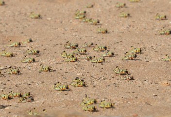 7 вредных насекомых, наносящих огромный урон сельскому хозяйству. Исследование: интенсивное сельское хозяйство увеличивает риск эпидемий