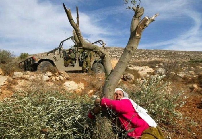 Израилдік сарбаздар палестиналықтарды күнкөріс көзінен айырып жатыр