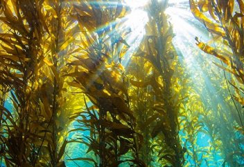 Тұтас бір елдің аумағындай суасты өсімдігі күллі адамзатты аштық апатынан құтқара алады
