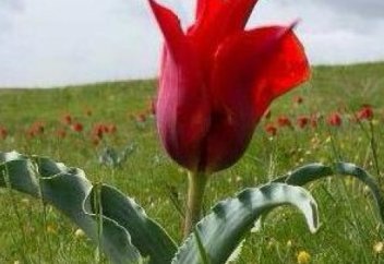 Көңілімді садақа еткім келеді