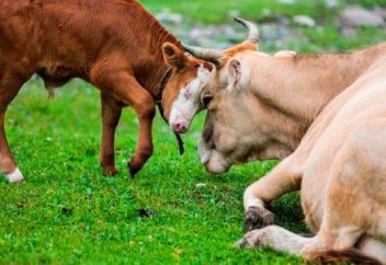 Ауыл шаруашылығының қоршаған ортаға келтірер зияны көп – The Guardian