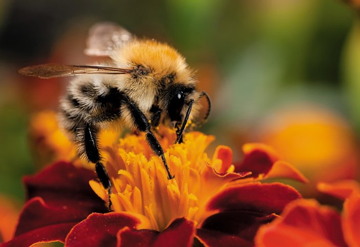 Пчёлы научат бизнесменов эффективно управлять бизнесом
