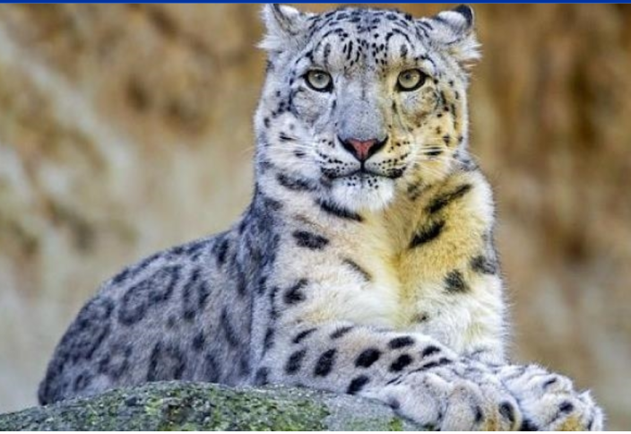 Снежный барс официально признан символом Кыргызстана