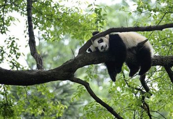 Қытай аумағында өткен жылы қанша млн гектар жерге ағаш отырғызылды