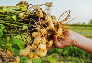 Жержаңғақтың жаңа сорты пайда болды