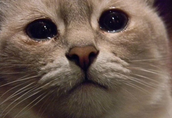 Жануарлар әлемі: Өте ақылды мысық туралы видео