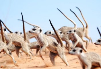 Төбелес алдында міндетті түрде билейтін және биі жеңуге көмектесетін қауіпті жыртқыш (фото+видео)