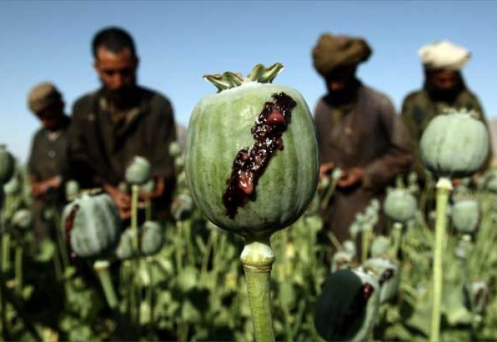 Объем наркотрафика из Афганистана в 2021 году вырос вдвое